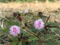 Wild pink flowers & pink berries Royalty Free Stock Photo