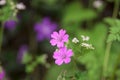 Wild pink flowers Royalty Free Stock Photo