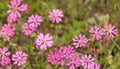 Wild pink flowers field, background. Royalty Free Stock Photo