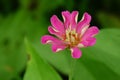 A Wild pink flowers Royalty Free Stock Photo