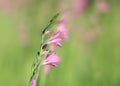 Wild pink flowers Royalty Free Stock Photo
