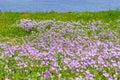 Wild pink flowers in green grass meadow Royalty Free Stock Photo