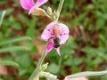 Wild pink flowers and honey bee Royalty Free Stock Photo
