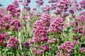 Wild pink flowers