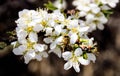 Wild pink fragile apple tree blossom blooming in spring with a bee or a wasp collecting pollen nectar. Royalty Free Stock Photo