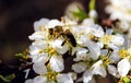 Wild pink fragile apple tree blossom blooming in spring with a bee or a wasp collecting pollen nectar. Royalty Free Stock Photo