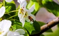 Wild pink fragile pear tree blossom blooming in spring with a bee or a wasp collecting pollen nectar. Royalty Free Stock Photo