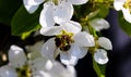 Wild pink fragile pear tree blossom blooming in spring with a bee or a wasp collecting pollen nectar. Royalty Free Stock Photo