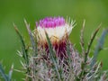 wild pink horrid thistle flower in a grassy meadow Royalty Free Stock Photo