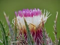 wild pink horrid thistle flower in a grassy meadow Royalty Free Stock Photo