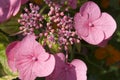 Wild pink Irish flowers