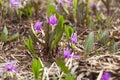 Wild pink Kandyk Siberian flowers bloom Royalty Free Stock Photo