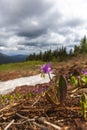 Wild pink Kandyk Siberian flowers Royalty Free Stock Photo