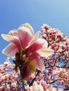 Wild pink magnolia tree buds blooming, floral pattern over blue sky. Spring flower cluster blossoms close up on the branches in Royalty Free Stock Photo