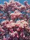 Wild pink magnolia tree buds blooming, floral pattern over sunny blue sky Royalty Free Stock Photo