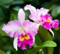 Wild Pink Orchid