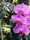 Orchid phalaenopsis pink Wild