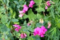 Wild pink peas flowers
