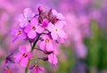 Wild pink phlox flower
