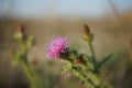 Wild pink polen flower in autumn blurred field at sunny sunset