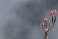Wild pink purple Orchid flowers with blurred mountains in the clouds. Natural background with bokeh and copy space Royalty Free Stock Photo