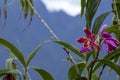 Wild pink purple Orchid flowers with blurred mountains in the clouds. Natural background with bokeh and copy space Royalty Free Stock Photo