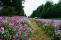 Wild pink purple roadside flowers on highway