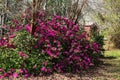 Wild pink red bougainvillea bush rural garden Royalty Free Stock Photo