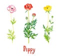 Wild pink, red and yellow poppy flowers collection isolated on white hand painted watercolor illustration Royalty Free Stock Photo