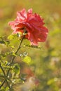 Wild pink rose Royalty Free Stock Photo