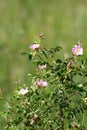 Wild pink rose bush Royalty Free Stock Photo