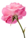 Wild pink rose Royalty Free Stock Photo