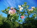 Wild pink rose in nature Royalty Free Stock Photo