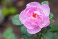 Wild pink rose Royalty Free Stock Photo