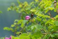 Wild Pink Roses Bush Near a Lake in Austria Wild Dog Rose Flower