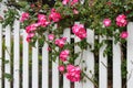 Wild pink roses growing on a white picket fence with flower garden showing through Royalty Free Stock Photo