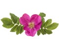 Wild pink roze with on the left and right leaves Royalty Free Stock Photo