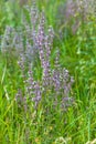 Wild pink spring flowers