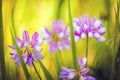 Wild pink spring flowers on green meadow Royalty Free Stock Photo