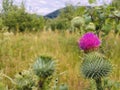 Wild pink Sticky flower at summer time