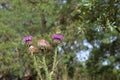 Pink thistle flower with butterfly