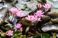 Wild pink water lilies or lotus flowers Nelumbo nucifera in the water. Nymphaea lily in the pond. Indonesia, Papua New Guinea Royalty Free Stock Photo