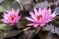 Wild pink water lily or lotus flower Nelumbo nucifera in the water. Nymphaea in the pond. Indonesia, Papua New Guinea Royalty Free Stock Photo