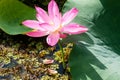 Wild pink water lily or lotus flower Nelumbo nucifera in the water. Nymphaea in the pond. Indonesia, Papua New Guinea Royalty Free Stock Photo