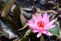 Wild pink water lily or lotus flower Nelumbo nucifera in the water. Nymphaea in the pond. Indonesia, Papua New Guinea Royalty Free Stock Photo