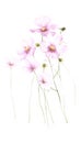 Wild pink watercolor flower isolated on white background