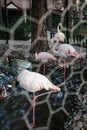 Wild pink and white flamingo in the zoo kept prisoners in a metal wire cage. Wild animals in captivity. Unethical behavior with Royalty Free Stock Photo