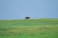 Wild Plains Bison (Bison bison bison)