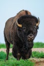 Wild Plains Bison (Bison bison bison)