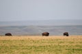 Wild Plains Bison (Bison bison bison)